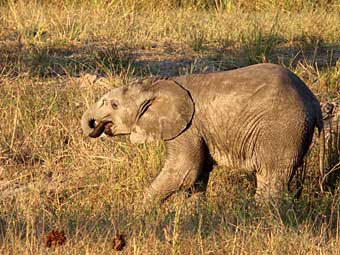 Chobe National Park baby elephant eating
