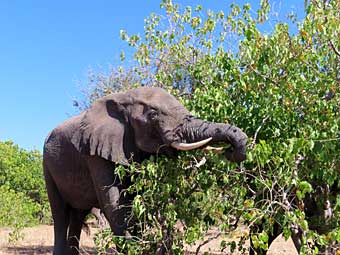 Chobe National Park elephant eating