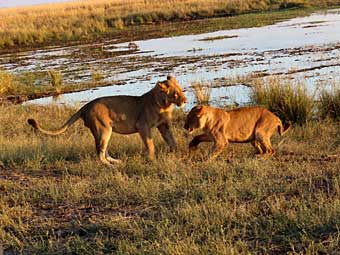 Botswana, Chobe National Park lions