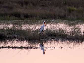 Chobe National Park, Botswana, yellow-billed stork