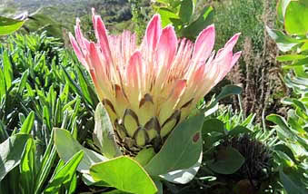 Capetown flower