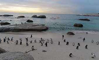 Capetown penguins at the beach