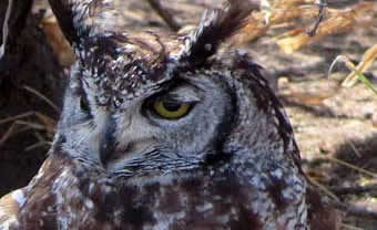 Kalahari spotted eagle owl