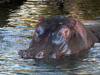 Victoria Falls hippo