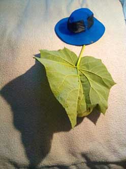 Hat on em embress leaf stem