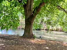 Christchurch Botanic Garden river Avon