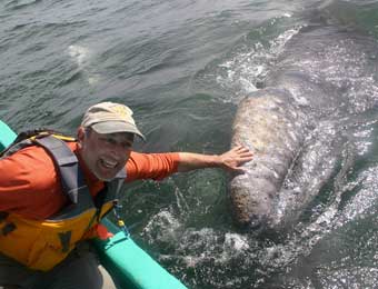 Baja Eco Tours client petting whale