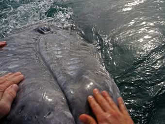 Baja - petting grey whale