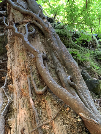 McKenzie River, Oregon, clinging tree roots