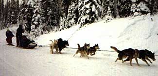 dog team towing snowboarder