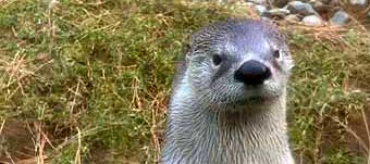 Otter at Oregon's High Desertmuseum