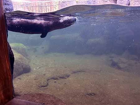 High Desert Museum otter tank