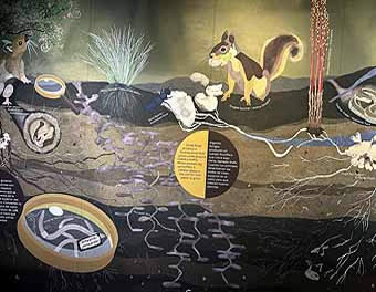 High Desert Museum soil alive exhibit