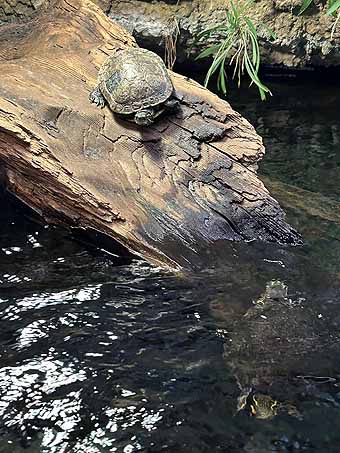 High Desert Museum turtle on a log