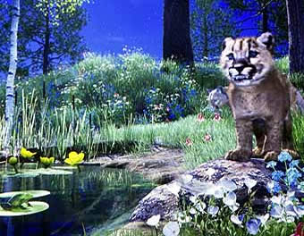 High Desert Museum video screen shot