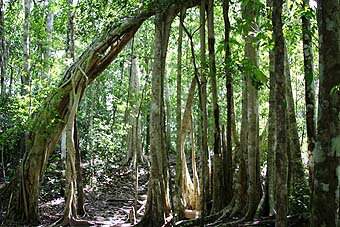 Yucatan, banyan trees, strangler figs