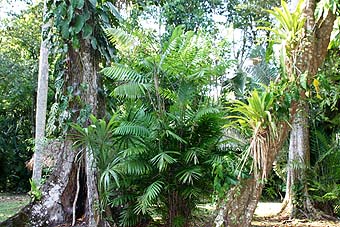Yucatan jungle foilage