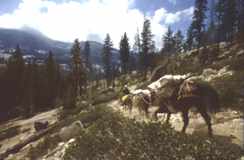 Yosemite trail