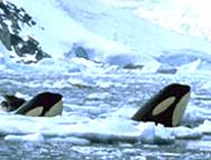 Antarctica Orcas