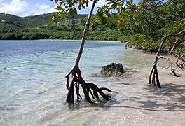 mangrovea.jpg (15604 bytes)