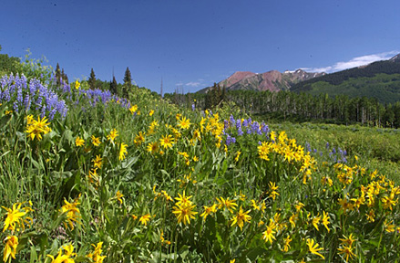 Wildflowers at Crested Butte, CO