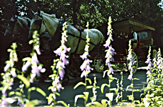 Mackinac Island horseless carriage