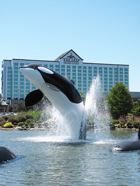 Tulalip whale