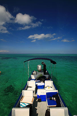 Belize Coral Reef