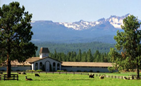 Llama ranch in Oregon