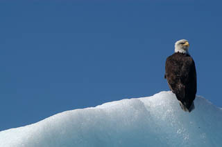 Eagle perched on glacier