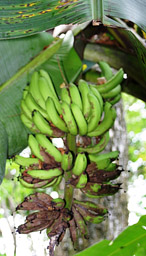 Fiji-Sigatoka-bananas