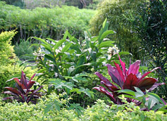 Fiji-Naihehe Cave Flora