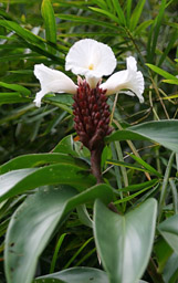 Fiji-flower-Naihehe