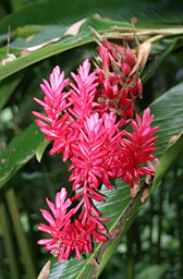 Fiji-flower-Naihehe