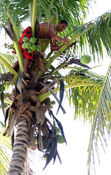 Fiji-Likuri Coconut Palm Climb