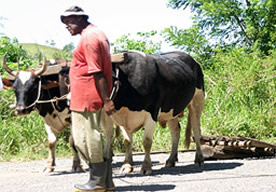 Fiji-Farmer & Oxen & Sledge