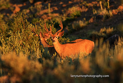 Oregon Steens Mule Deer