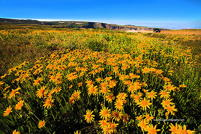 Oregon Steens Wildflowers