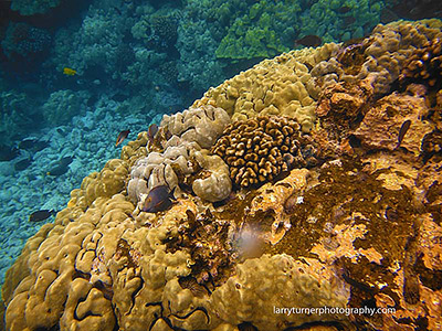 Hawaiian reef snorkeling