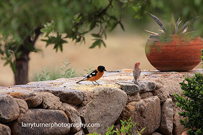Arizona Black Grosbeak and Finch