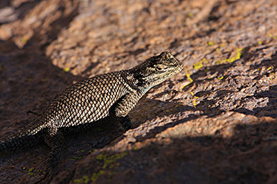 Arizona Chiracahua Lizard