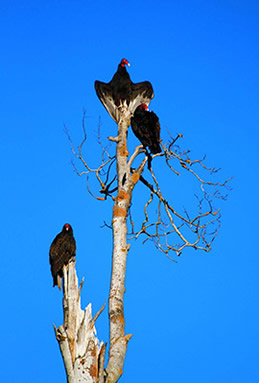 Oregon turkey vultures