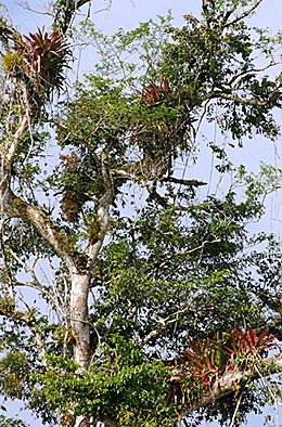 Chiapas, bromeliads