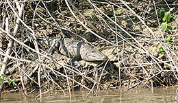 Chiapas, crocodile on Río Lacantun