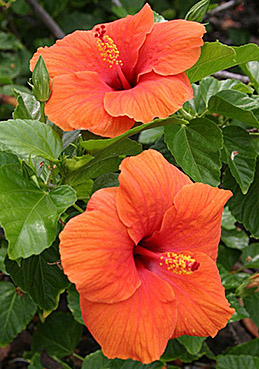 Chipas hibiscus