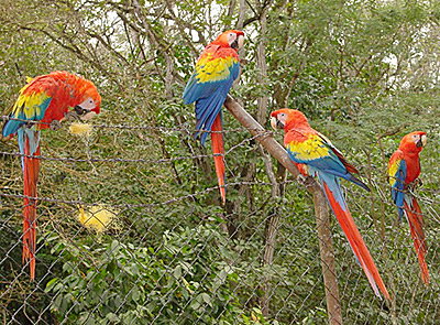 Chiapas, scarlet macaws