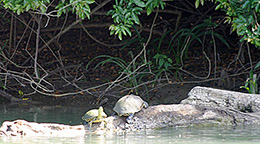 Chiapas, Río Lacantun turtles