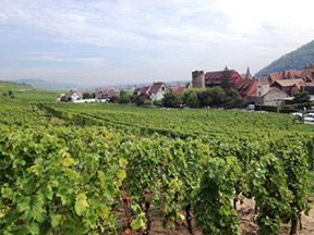 Riquewihr and Vineyards