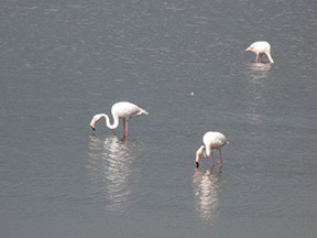 Camargue's Grand Flamingoes