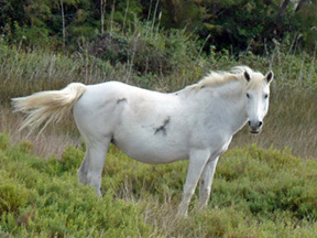 Camargue Wild Horse